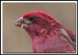 Photos of Difference Between House Finch And Purple Finch