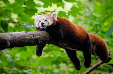 Infographic Know About The Red Panda Today Indias Endangered