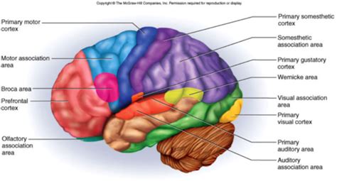 Parts Of The Brain Auditory Cortex Human Anatomy