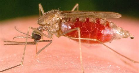 Fatal Malaria In The Us More Common Than Previously Known The New