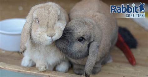A Complete Guide To Lop Eared Rabbits — Rabbit Care Tips