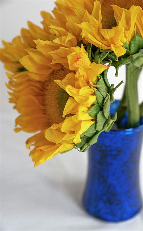 Sunflowers In Blue Vase Photograph By Lea Rhea Photography Pixels