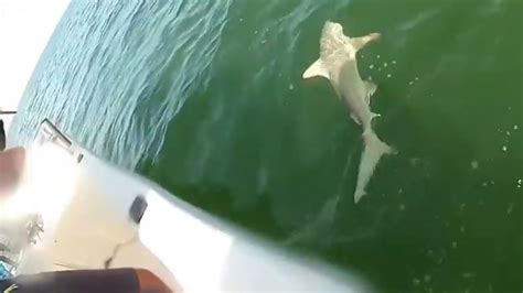 Stunning Video Of A Shark Getting Eaten By A Grouper Fish Abc11