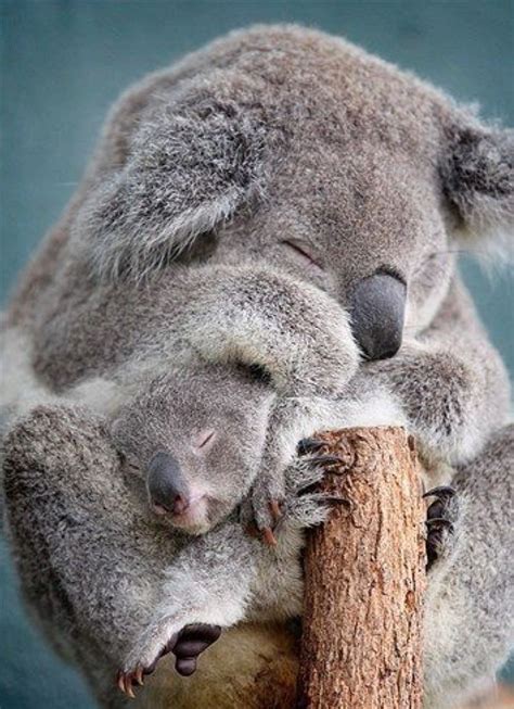Sweet Koala Bears Mother And Baby Animals Animals And Pets Funny
