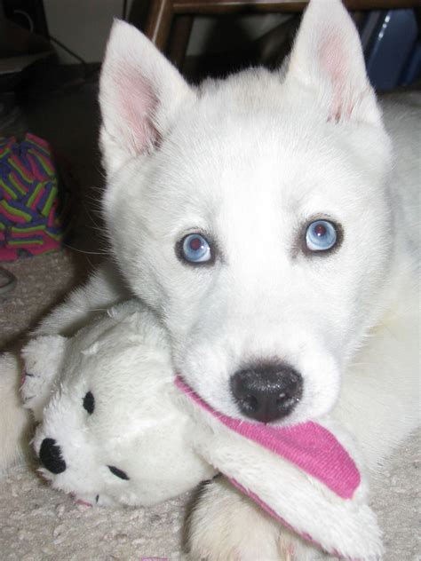 Beautiful Blue Eyed White Siberian Husky Named Maya Looks Like A