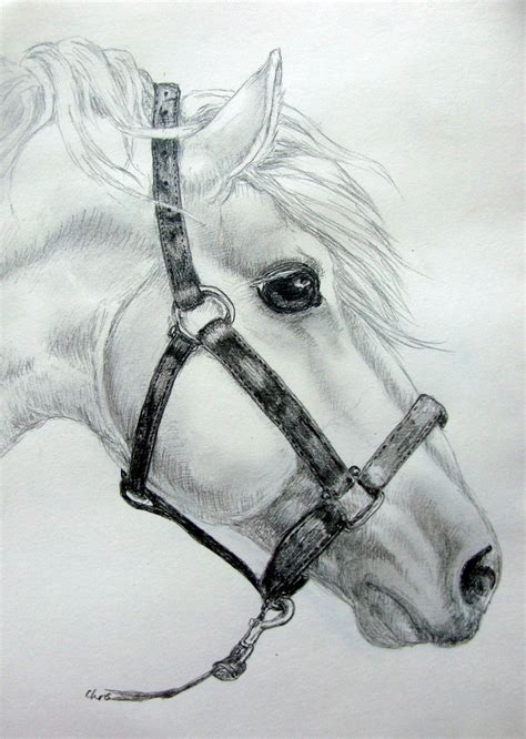 White Horse Horse Drawings Animal Drawings Horse Pencil Drawing