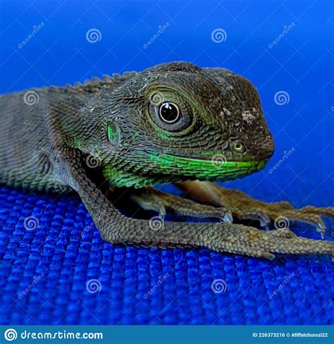 Beautiful Chameleon Panther Chameleon Closeup Stock Photo Image Of