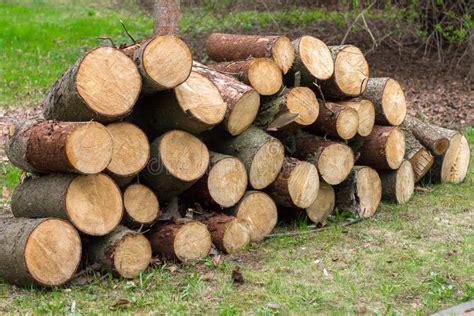 Wooden Logs Of Pine Woods In The Forest Stacked In A Pile Stock Image