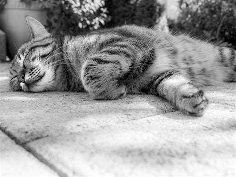Free Images Black And White Animal Relax Kitten Rest Nap