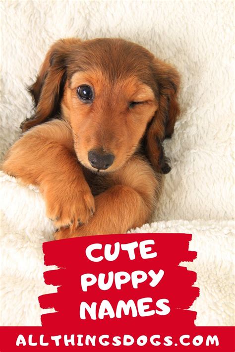 Cute Puppy Names Puppy Names Cute Puppy Names Cute