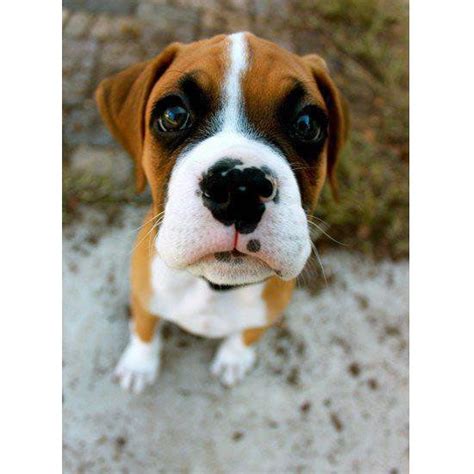 Cuteness is as cuteness does. 50 Cute Dog Names You'll Love | Dog names, Puppys and Best ...
