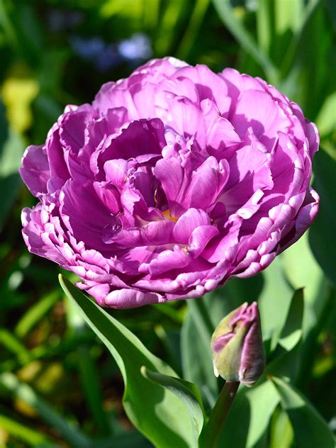 Tulip Blue Diamond | Order Top Quality Flower Bulbs | DutchGrown™