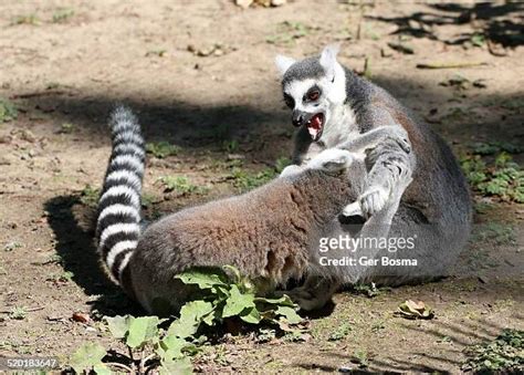 Ring Tailed Lemur Fight Photos And Premium High Res Pictures Getty Images
