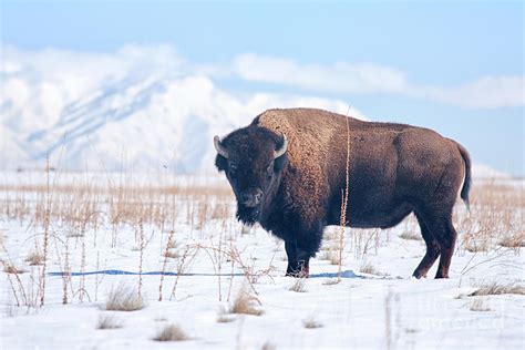 Bison On Antelope Island Utah By Carolyn Rauh