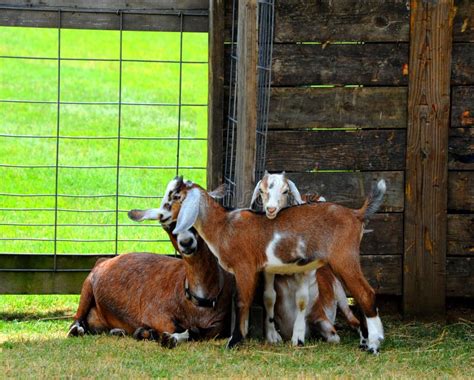 Group Of Goats Isolated On White Goats Standing Full Length And