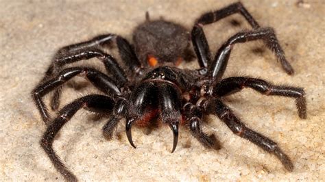 What Is The Most Poisonous Spider In The World Field And Stream