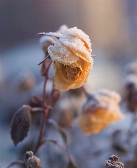 1990 Likes 78 Comments Suvi Suippaq On Instagram “a Frozen Rose