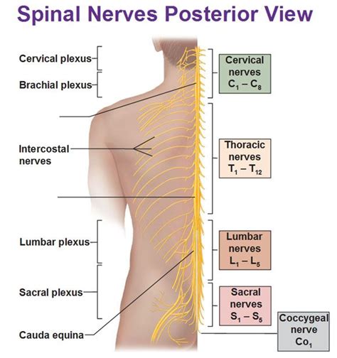 Spinal Nerves Posterior View Plexuses Spinal Nerve Nervous System