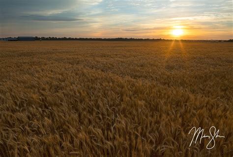 Wheat Field Sunrise Wichita Ks