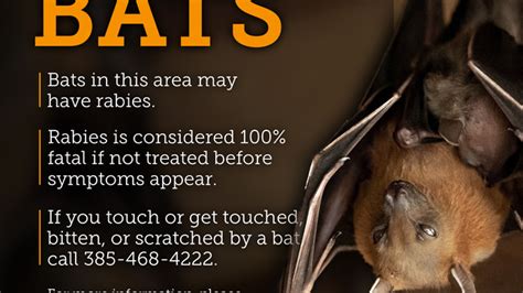 Do Not Touch Rabies Detected In Salt Lake County Bats Kutv