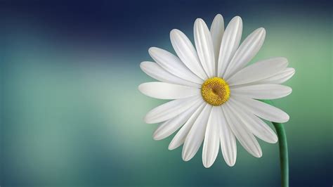 Daisies Minimalism Flowers Gradient White Flowers Hd Wallpaper