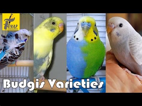 Parakeet Colors Varieties