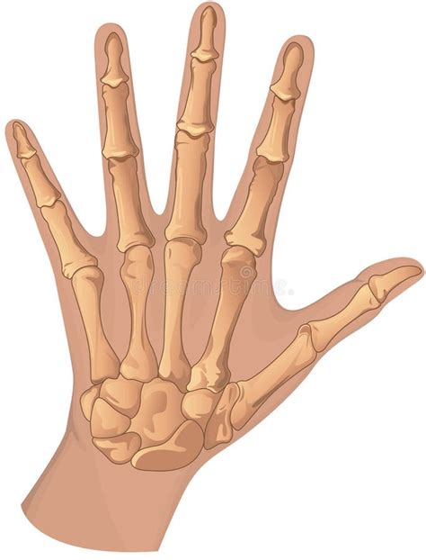 Sistema Esqueletal Da Mão Humana Ilustração Stock Ilustração De