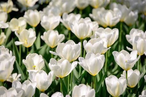 Field Of White Tulips Stock Image Image Of Flora Plant 44039059