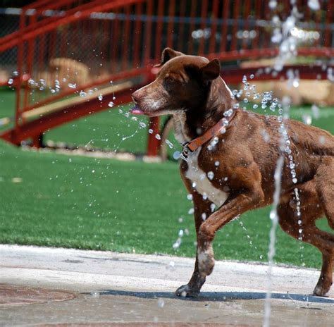 Pin By H2o Fido On Dog Spray Parks Dog Water Parks Splash Pads For