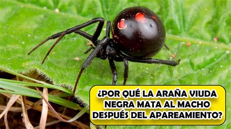 ¿por Qué La Araña Viuda Negra Mata Al Macho Después Del Apareamiento 🥇