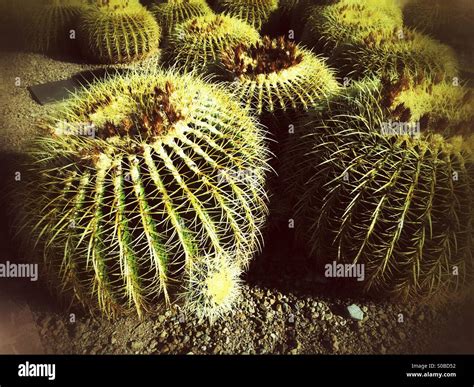 Golden Barrel Cactus With Me Growth Stock Photo Alamy