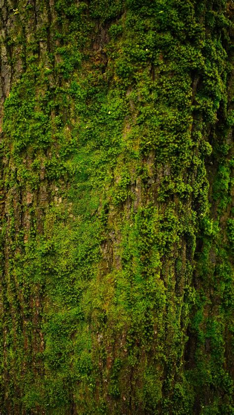 Tree Bark Moss Texture Photography
