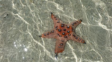 7 Starfish Facts That Will Leave You Creeped Out Or Cracking Up Utopia