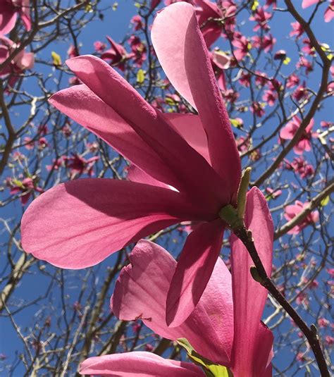 A Magnolia Bloom In A City Garden Smithsonian Photo Contest