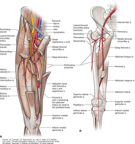 Instant anatomy is a specialised web site for you to learn all about human anatomy of the body with diagrams, podcasts and revision questions. Wiring And Diagram: Diagram Of Upper Leg Muscles