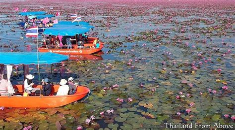 Red Lotus Lake Thailand From Above