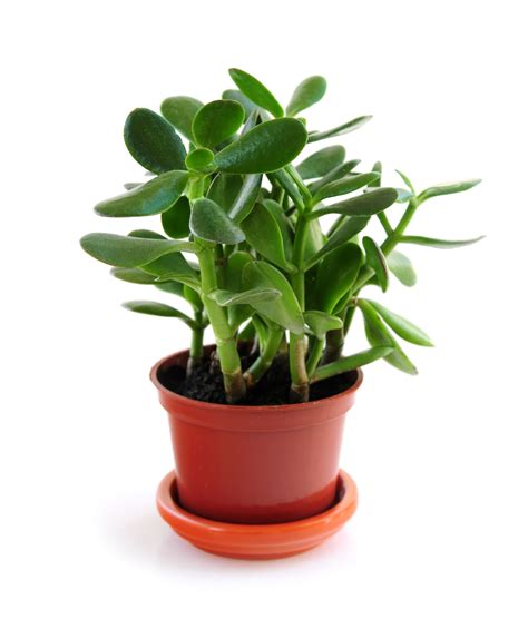Jade Plants How To Plant Grow And Care For Jade Plants The Old