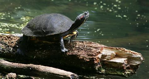 Theres A Genetic Explanation For Why Warmer Nests Turn Turtles Female