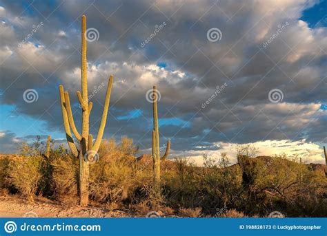 Saguaros Cactus At Sunset In Sonoran Desert Near Phoenix Arizona
