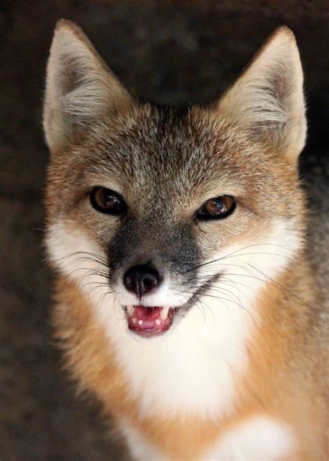 Swift Fox Vulpes Velox North America Swift Fox Fox Animals Beautiful