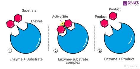 Enzyme Catalysis Mechanism And Characteristics Enzyme Catalyst