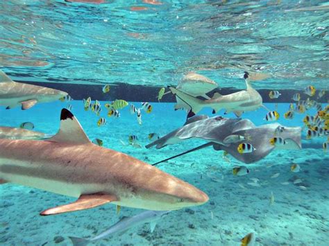 Snorkeling Sharks Stingrays Bora Bora Lagoon