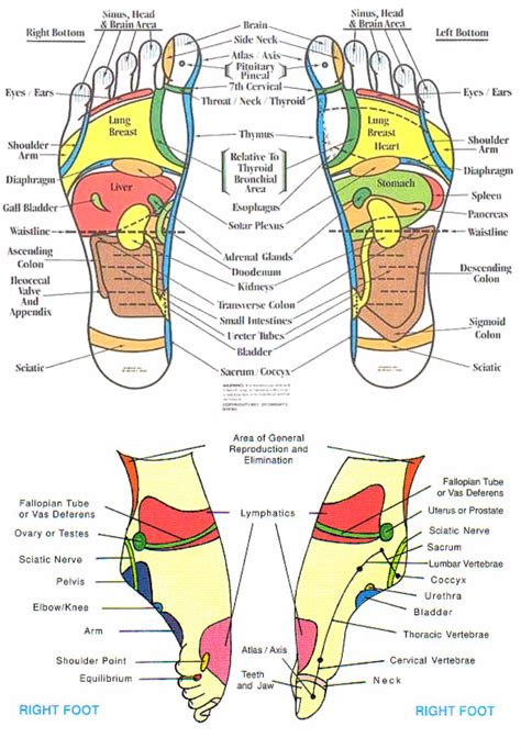 Foot Reflexology Chart Printable Free Printable Templates
