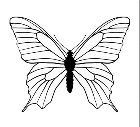 Contoh gambar sketsa mewarnai kupu kupu kataucap. Gambar Sketsa Kupu Kupu Ukuran Besar