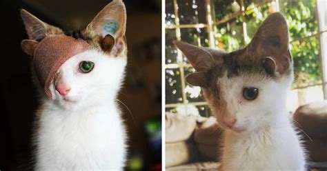 Rescue Kitty With 4 Ears And One Eye Escapes Misery After Finding His