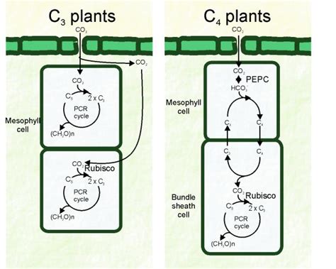 C4 Plants Adaptation To High Levels Of Co2 And To Drought Environments