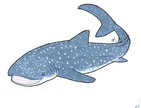 On Deviantart Whale Shark
