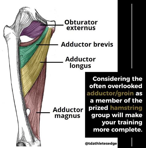 Muscle Diagram Of Leg Groin Muscle Anatomy Diagram With Images Images