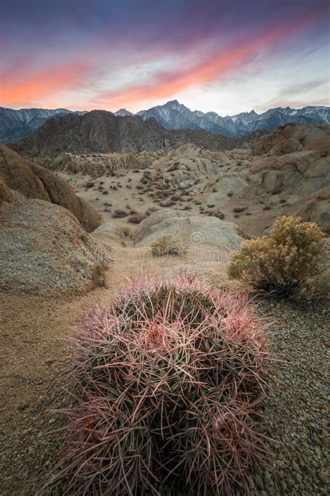 Pink Cactus Boulders And Lone Pine Peak During Beautiful Sunset In