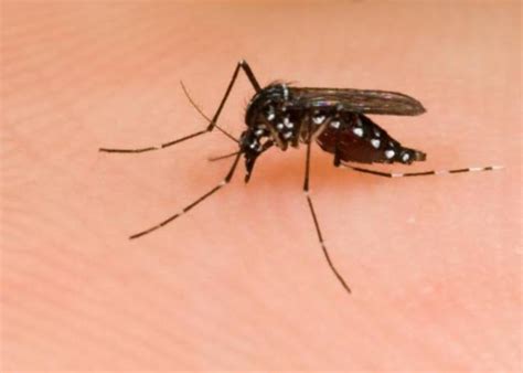 Mosquito Borne Diseases Spreading In New Hampshire